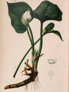 View Image 3 of 15 for The Native Flowers and Ferns of the United States in their Botanical, Horticultural, and Popular Asp... Inventory #23297