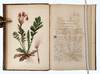 View Image 4 of 15 for The Native Flowers and Ferns of the United States in their Botanical, Horticultural, and Popular Asp... Inventory #23297