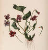 View Image 5 of 15 for The Native Flowers and Ferns of the United States in their Botanical, Horticultural, and Popular Asp... Inventory #23297