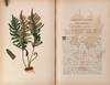 View Image 6 of 15 for The Native Flowers and Ferns of the United States in their Botanical, Horticultural, and Popular Asp... Inventory #23297