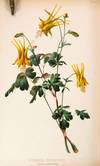 View Image 7 of 15 for The Native Flowers and Ferns of the United States in their Botanical, Horticultural, and Popular Asp... Inventory #23297