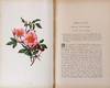 View Image 8 of 15 for The Native Flowers and Ferns of the United States in their Botanical, Horticultural, and Popular Asp... Inventory #23297