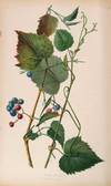 View Image 9 of 15 for The Native Flowers and Ferns of the United States in their Botanical, Horticultural, and Popular Asp... Inventory #23297