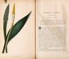 View Image 10 of 15 for The Native Flowers and Ferns of the United States in their Botanical, Horticultural, and Popular Asp... Inventory #23297
