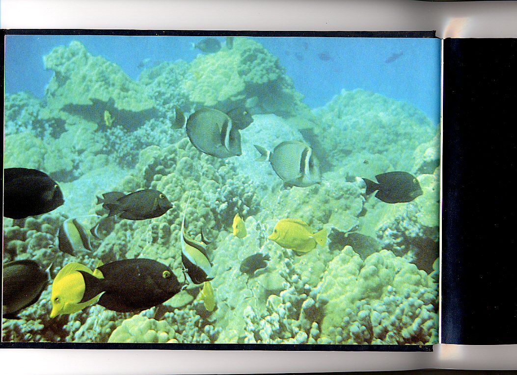 Hawaiian Reef Animals By Edmund S And E H Chave Hobson