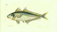 Plate 654. The Plumierian Mackrel. (Scomber Plumieri).