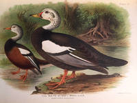 cover of Indian ducks and their allies. (offered with) Indian ducks and their allies