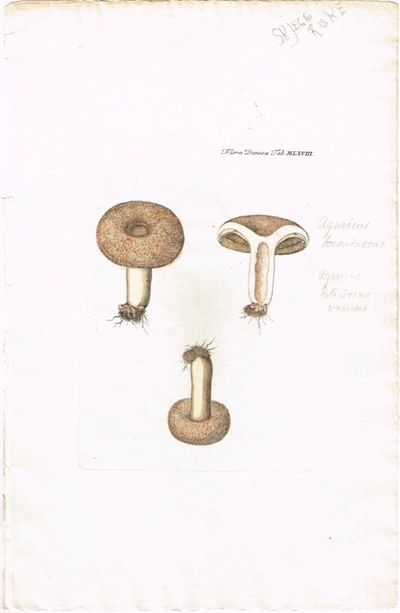Tab. MLXVIII. Agaricus torminosus (Skjeggriske).…
