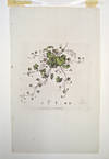 Hand-colored botanical plate from Curtis, Flora Londonensis 22x24cm