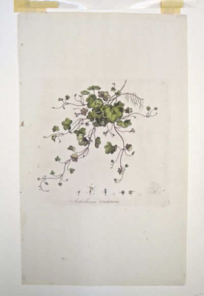 Hand-colored botanical plate from Curtis, Flora Londonensis 22x24cm