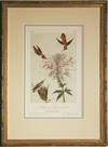 A Ruff-Necked Hummingbird by Audubon
