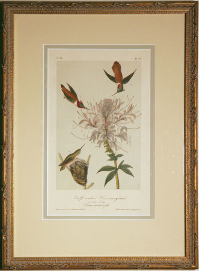 A Ruff-Necked Hummingbird by Audubon