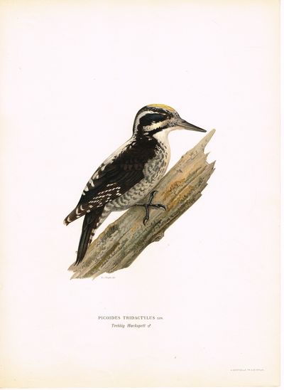 Picoides tridactylus. Tretåig Hackspett (hann)…