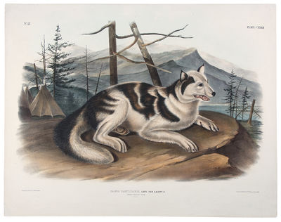 New York: John James Audubon, 1848. Hand-colored lithograph by J. T. Bowen of Philadelphia after a d...