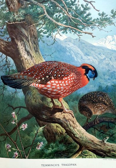A monograph of the pheasants