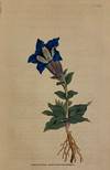 N. 52 (Gentiana Acaulis. Large-Flowered Gentian, or Gentianella)