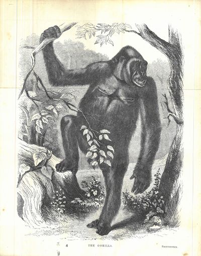 Explorations & adventures in Equatorial Africa ;…