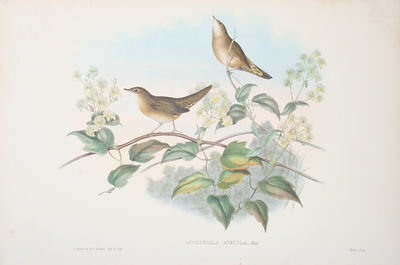 Locustella Avicula, Ray. Grasshopper Warbler.