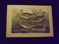 Naturgeschichte der Vogel Mitteleuropas…