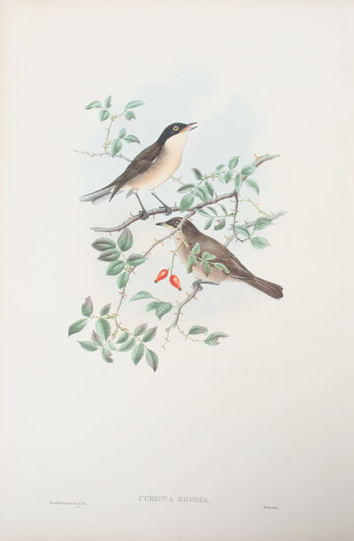 Curruca Orphea. Orphean Warbler.