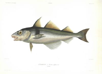 L’égrefin. (Morrhua æglefinus).