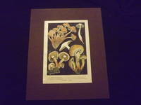 Les Champignons Comestibles…