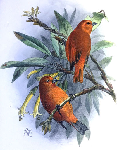 The Avifauna of Laysan and the neighbouring islands: with a complete history to date of the birds of the Hawaiian possessions