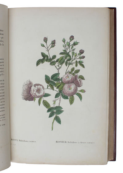 Les Roses. Vol I (out of 3). - [THE MOST CELEBRATED OF ALL FLOWERBOOKS] (photo 5)