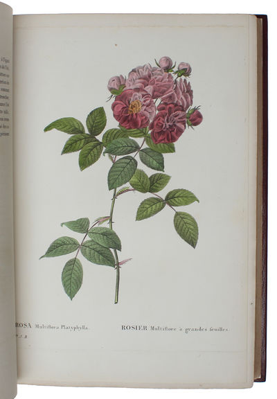 Les Roses. Vol I (out of 3). - [THE MOST CELEBRATED OF ALL FLOWERBOOKS] (photo 6)