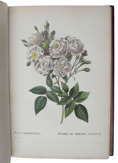 Les Roses. Vol I (out of 3). - [THE MOST CELEBRATED OF ALL FLOWERBOOKS] (photo 7)