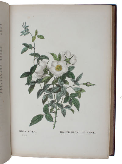 Les Roses. Vol I (out of 3). - [THE MOST CELEBRATED OF ALL FLOWERBOOKS] (photo 8)