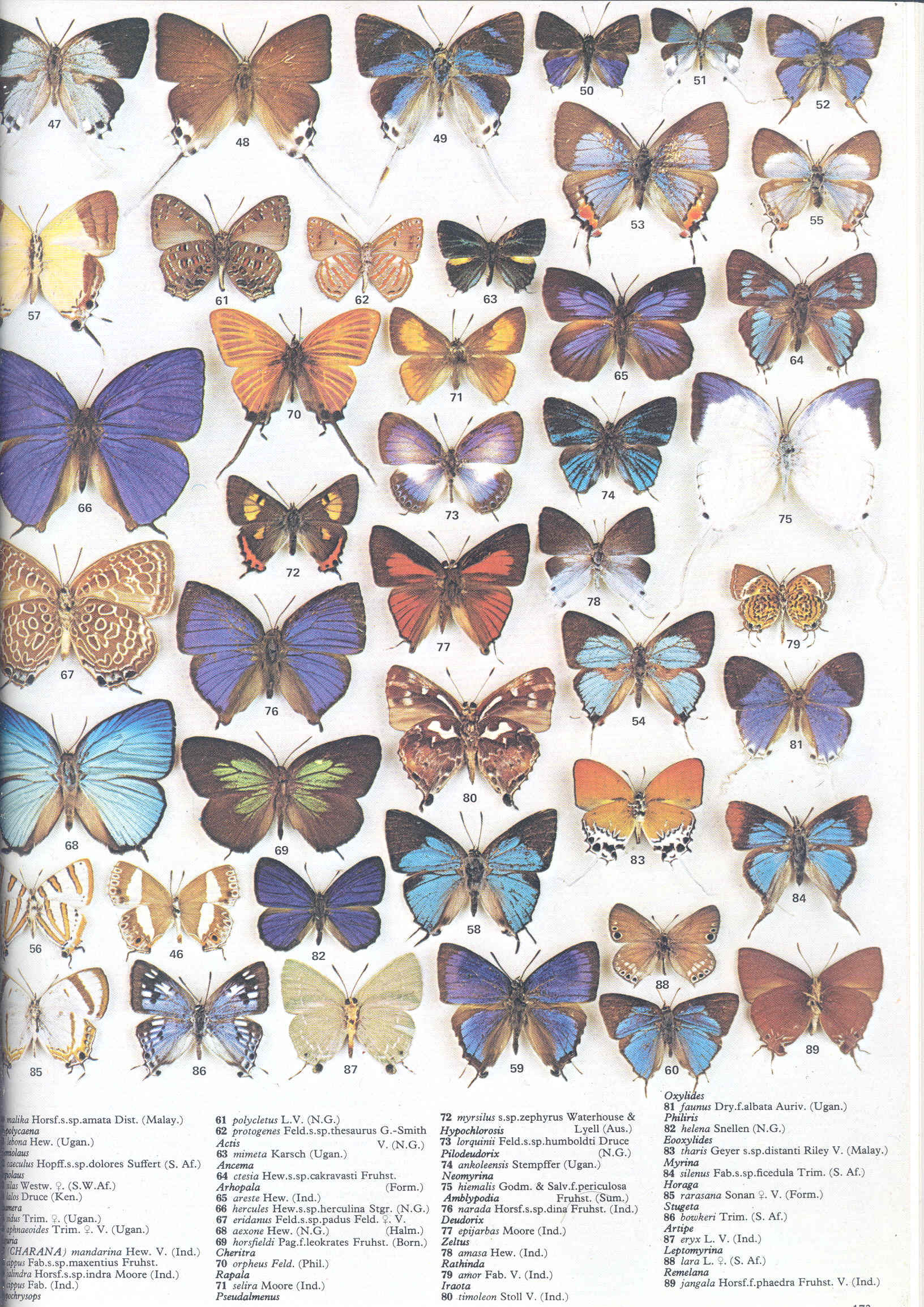 BIBLIO The illustrated encyclopedia of the butterfly world. [The