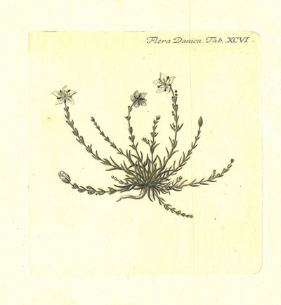 Plansje XCVI fra Flora Danica. Andre hefte.