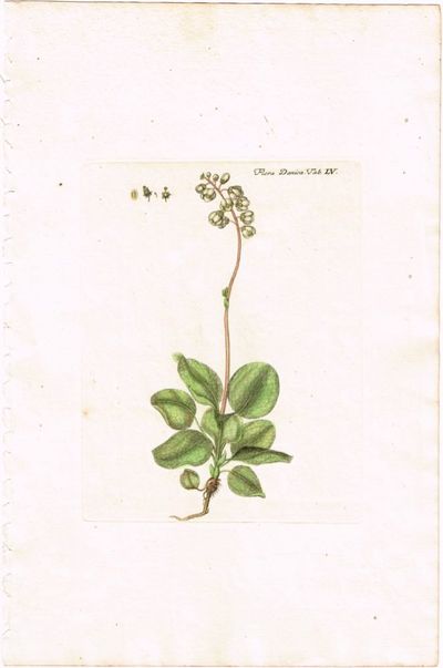 Tab. LV. Pyrola minor (Perlevintergrønn). Utg. av…