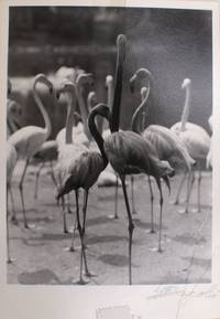 Untitled photograph of flamingos, signed