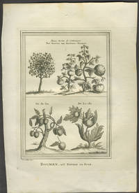 Boomen, uit Nieuhof en Boim. Copper engraving by [China; Lychee; Cotton]  Van der Schley, J - 1767