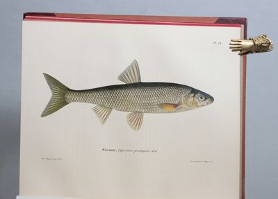 Skandinaviens fiskar, målade efter lefvande exemplar och ritade på sten. Med text af B. Fr. Fries och C. U. Ekström; efter den förres död fortsatt af C. U. Ekström och C. J. Sundevall. (photo 2)