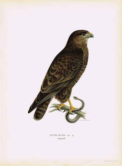 Buteo buteo. Ormvråk (Musvåk). Fra Svenska fåglar…