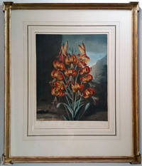 image of The Superb Lily