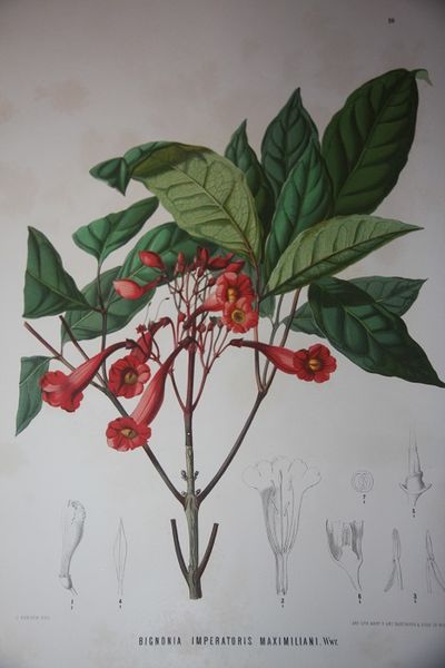 Botanische Ergebnisse der Reise Seiner Majestat des Kaisers von Mexico Maximililan I nach Brasilien (1859-60)