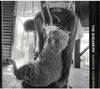 THE SHEARERS