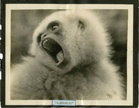 image of Archive of 163 original travel photographs, 1922-1927