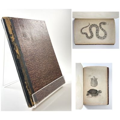Icones Amphibiorum. Indicem Systematicum.