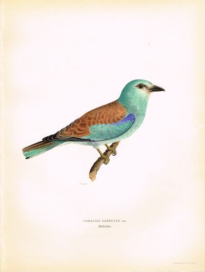 Coracias Garrulus. Blåkråka. (Blåråke). Fra…