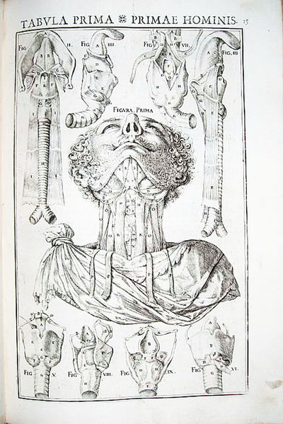 De vocis auditusq[ue] organis historia anatomica singulari...