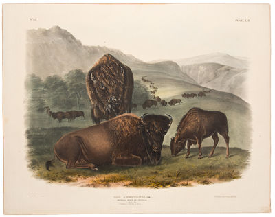 New York: John James Audubon, 1849. First edition hand-colored lithograph by John T. Bowen of Philad...