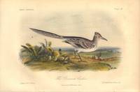 image of The Ground Cuckoo: Geococcyx mexicanus