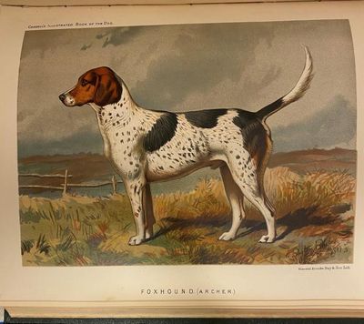The Illustrated Book of the Dog. With an Appendix on Canine Medicine and Surgery. (photo 2)