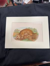 Diseases and Enemies of Poultry.