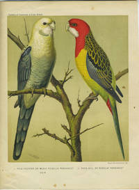 image of Pale Headed or Mealy Rosella Parrakeet; Rose Hill or Rosella Parrakeet. Chromolithograph